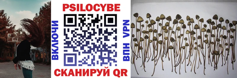 площадка Telegram Грязи Псилоцибиновые грибы Psilocybine cubensis